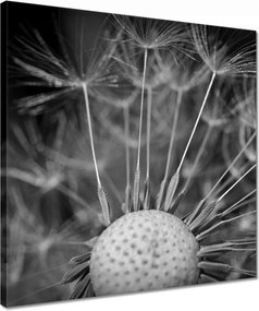 Vászonkép 40x40 Pitypang Virág Virágok