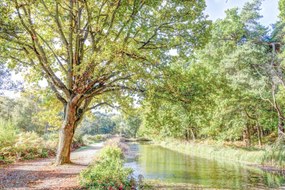Poszter 30x20cm Ösvény a csatorna felett az erdőben, Assaf Frank