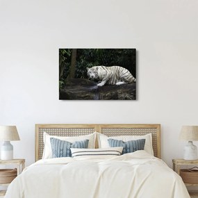 Kép - albínó tigris (90x60 cm)