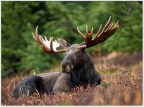 Poszterek 135x100 Szarvas a csarnokban