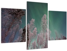 Az aurora borealis képe fagyos fák felett (90x60 cm)