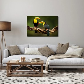 Ülő tukánok képe, Costa Rica (90x60 cm)