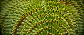 Kép - Fern (120x50 cm)