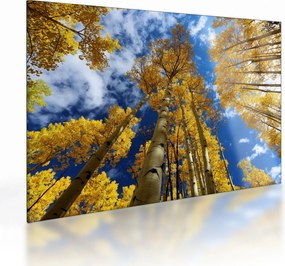 Üveg kép - Aspen (70x50 cm)