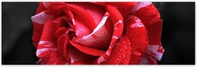 Poszterek 200x66 Fehér-piros rózsa