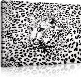 Vászonkép 60x40 Nagy macska leopárd jaguár pöttyös ragadozó vad természet