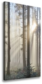 Vászon nyomtatás Köd az erdőben ocv-98968412