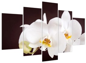 Orchidea virágok képe (150x105 cm)