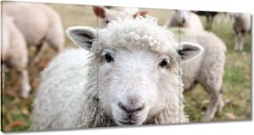 Vászonkép 60x30 Juh legeltetés Bárányok