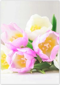 Poszterek 70x100 Finom tulipánok