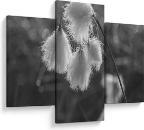 Kép - Cottongrass (90x60 cm)