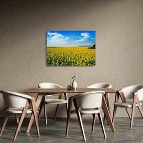 Kép - napraforgó (üvegen) (70x50 cm)