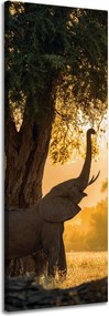 Vászonkép Pózoló elefánt szavanna naplemente 40x120 cm