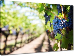 Képek 120x80 Szőlőbirtok napsütésben