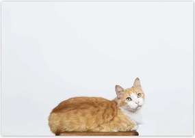 Poszterek 100x70 Cica Cicák