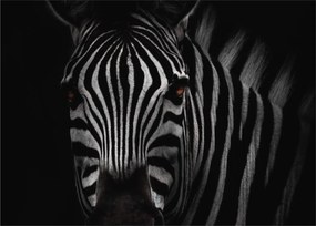 Zebra képe (üvegen) (70x50 cm)