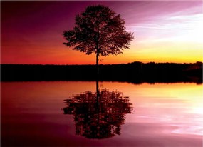 Fotótapéta Fa a naplementében Vízi harmónia és nyugalom 254x184 +ragasztó