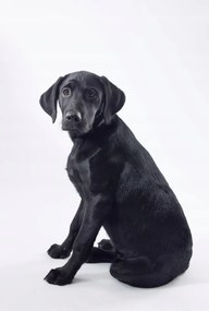Poszter 67,5x100cm Fekete labrador fehér alapon 2, Assaf Frank