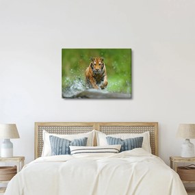Kép - Futó tigris (70x50 cm)