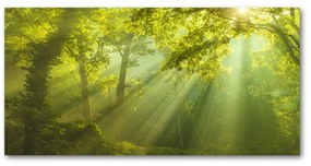 Akril üveg kép Forest a nap oah-88868942