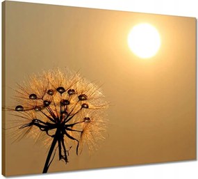 Vászonkép 50x40 Pitypang Virág Virágok