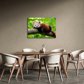 A vörös panda képe (70x50 cm)