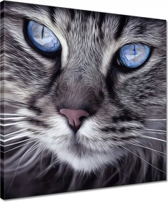 Vászonkép 40x40 Cica Cicák