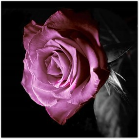 Poszterek 140x140 Lila rózsa