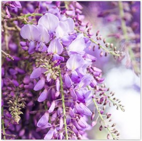 Poszterek 70x70 Lila virágok Virágok