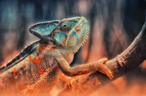 Fotográfia chameleon, Detlef Knapp