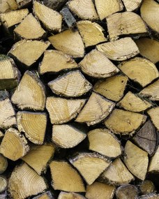 Poszter 40x50cm Fa rönkök, Assaf Frank