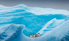 Művészeti fotózás A group of Penguins stand atop, David Merron Photography, (40 x 24.6 cm)