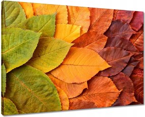Vászonkép 70x50 Őszi színes levelek Levelek az ősz színeiben