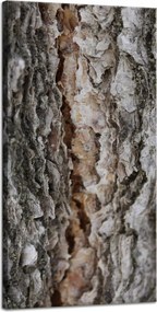 Vászonkép Természet Fakéreg Varázslat Erdő Fák 40x80