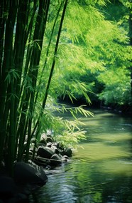 Poszter 53x81cm Bambusz nyugalom