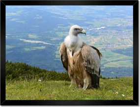 Poszterek keretben 40x30 Veszélyes tekintet
