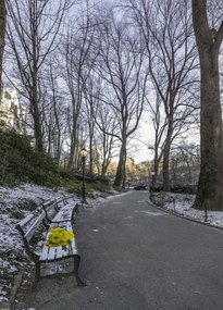 Poszter 39,5x55cm Egy csokor sárga virág egy padon a parkban, Assaf Frank