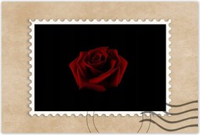 Poszter 60x40 Gyönyörű vörös rózsa