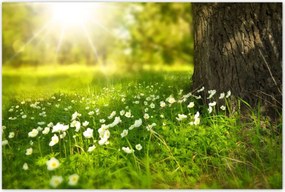 Poszterek 120x80 Sugár a réten