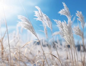 Poszter 65x50cm Zúgás a fű között