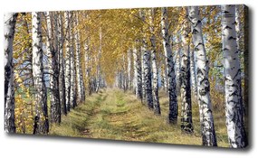 Feszített vászonkép Birches ősszel oc-105179971