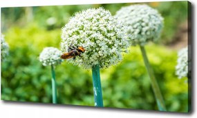 Virágzó fokhagyma vászonkép 100x70 cm