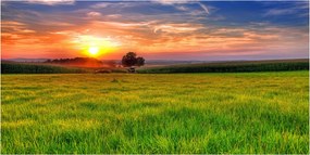 Fotó üveg kép Naplemente rét 140x70