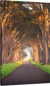 Vászonkép Út a fák között Természet 70x120 cm