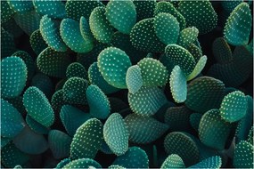 Kép - Opuntia (90x60 cm)