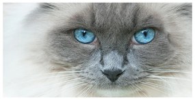 Akrilkép Cat kék szem oah-41430581