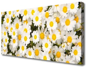 Vászonkép falra százszorszép virágok 140x70 cm