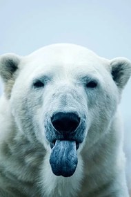 Művészeti fotózás Polar Bear closeup portrait, Mark Newman, (26.7 x 40 cm)