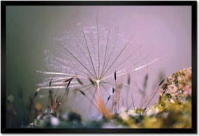 Bekeretezett poszterek 60x40 Dandelion Dandelions