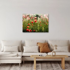 Pipacsok képe (70x50 cm)